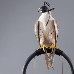 Posa Project: Falcon Perches by Massimo Faion 