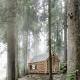 Woodland Minimalist Cabin by Adolf Bereuter