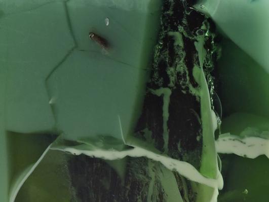 Stone Fossils by Nucleo