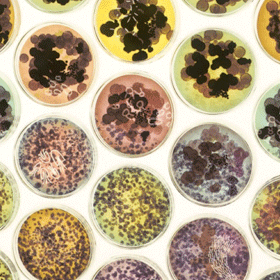 Co–Existence by Julia Lohmann, 215 Euston Road window display Credit: Wellcome Library, London