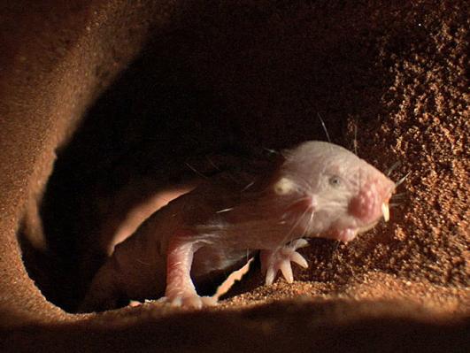 © BBC NHU - Photographer: BBC NHU