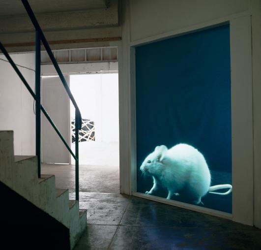 Le Rat 2001 by Bertrand Gadenne