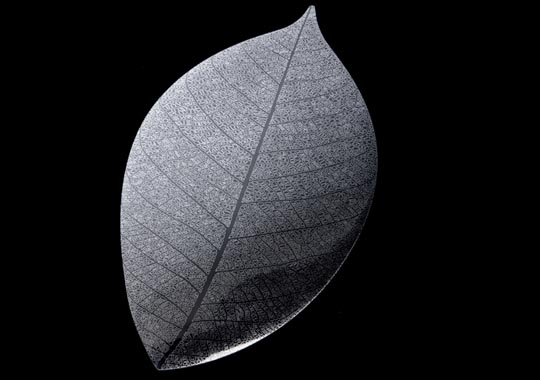A Leaf x 10.0 placemat by nosigner