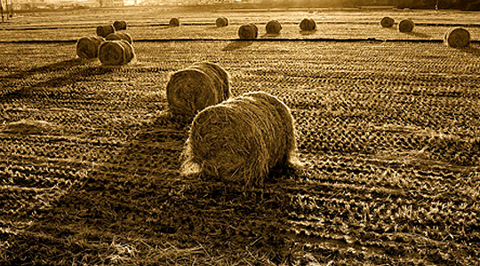 Farming in Korea - Photograph by H'RO